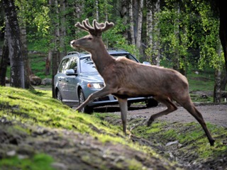 Volvo учит автомобили уворачиваться от животных и грамотно стоять в пробках